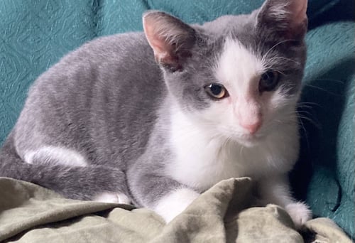 PANSY, WILLOW GROVE PS, (FCID 07/07/2026-116) - Domestic Short Hair available for adoption