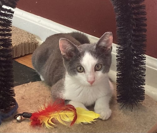 PANSY, WILLOW GROVE PS, (FCID 07/07/2026-116) - Domestic Short Hair available for adoption
