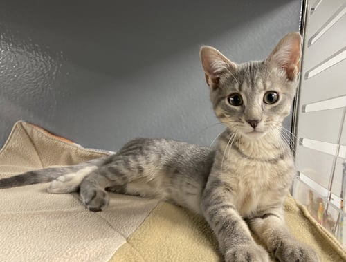 FALCON (FCID# 4/29/2026 - 39 WEST CHESTER PS) C - Tabby available for adoption