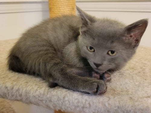 CLARK (FCID# 06/04/2026 - 46 WEST CHESTER PS) K - Domestic Short Hair available for adoption