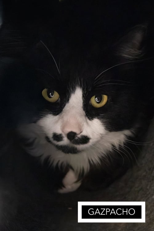 GAZPACHO:DMH (FCID# 03/23/26-18 CHRISTIANA PS) C - Domestic Medium Hair available for adoption