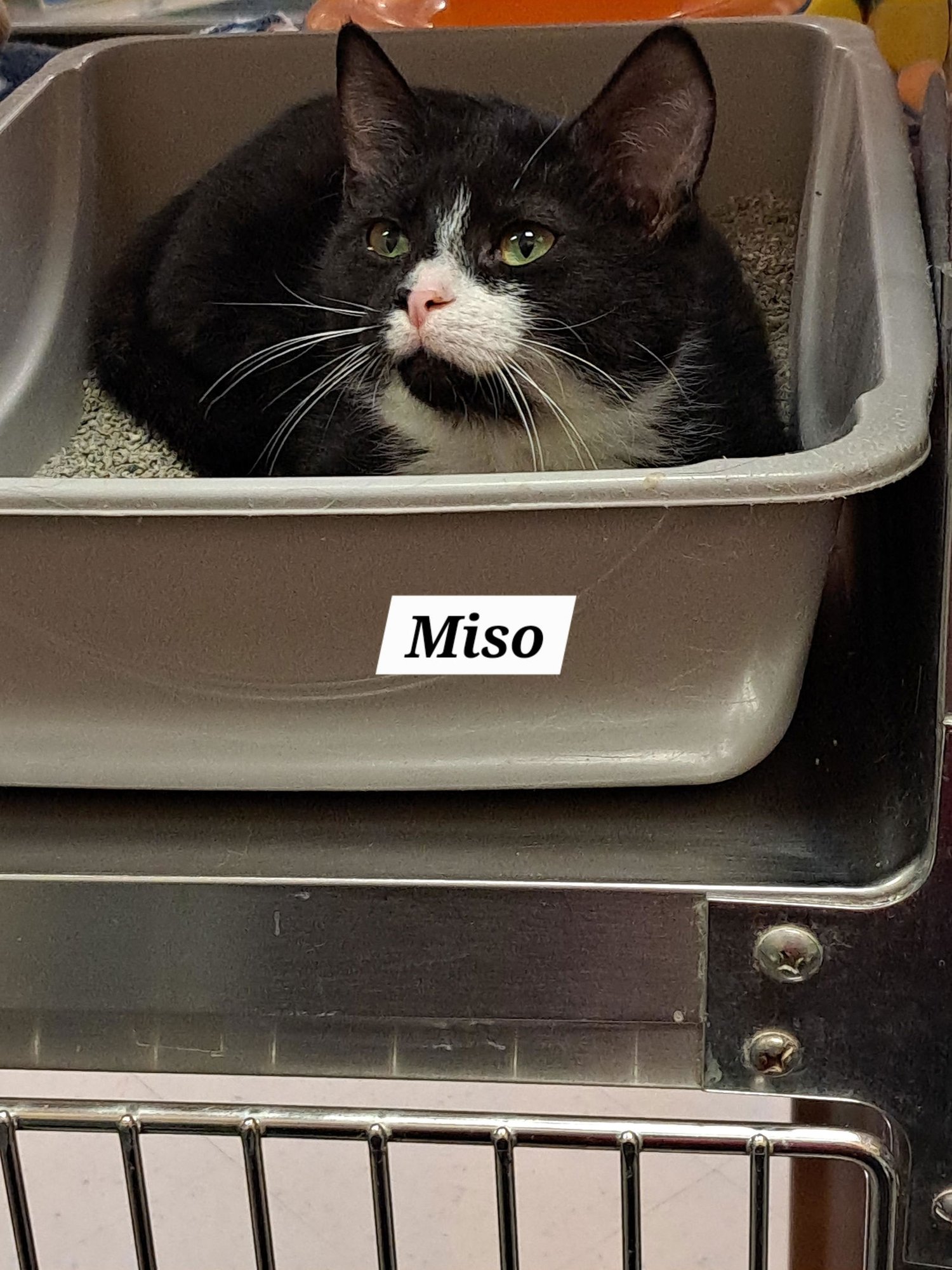 BRANDY MESO AKA MISO (FCID# 12/18/25-10 BRANDYWINE - Domestic Short Hair / Tuxedo available for adoption