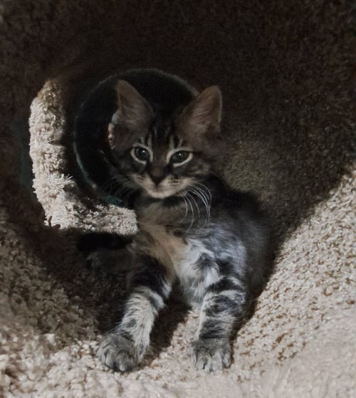 NIGHT WING, WILLOW GROVE PS, (FCID 06/26/2026-107) - Domestic Long Hair available for adoption