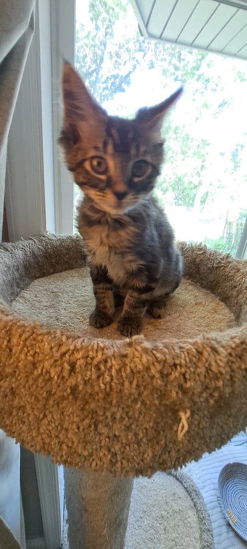 NIGHT WING, WILLOW GROVE PS, (FCID 06/26/2026-107) - Domestic Long Hair available for adoption