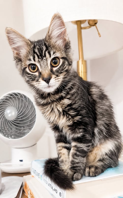 NIGHT WING, WILLOW GROVE, (FCID 06/26/2026-107) - Domestic Long Hair available for adoption
