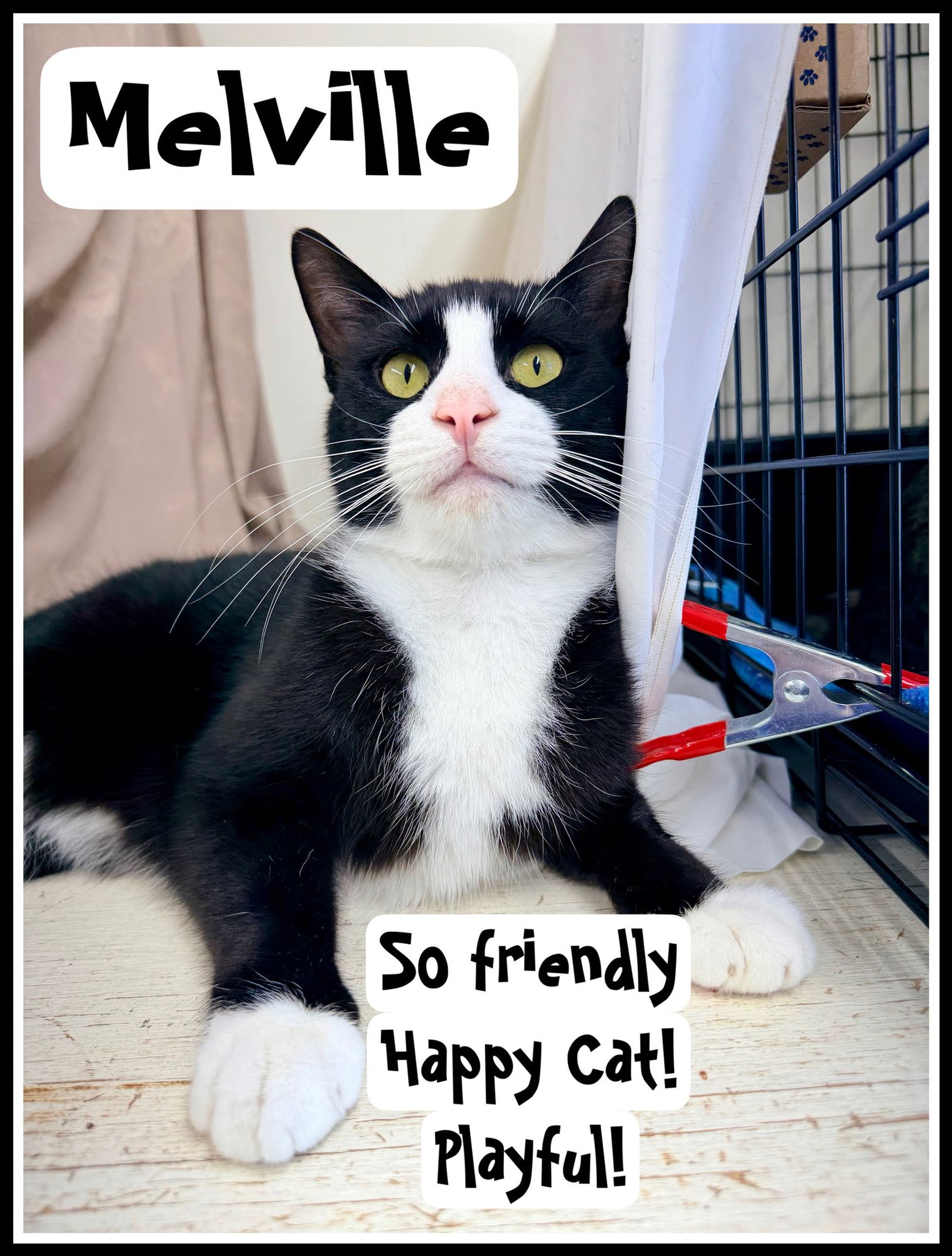 MELVILLE (FCID# 02/13/26 - 401) WILLOW GROVE AREA - Tuxedo available for adoption