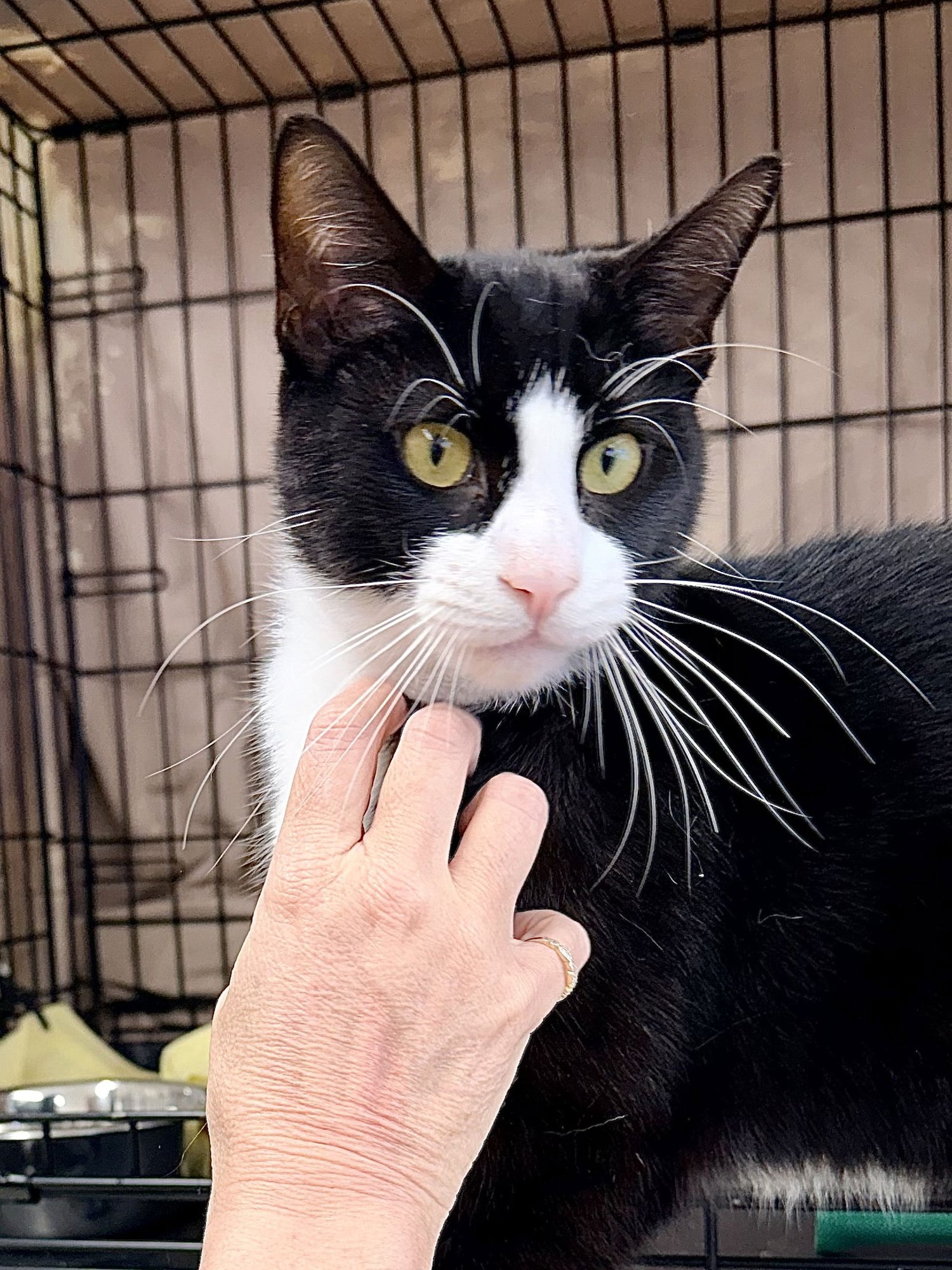 MELVILLE (FCID# 02/13/26 - 401) WILLOW GROVE AREA - Tuxedo available for adoption