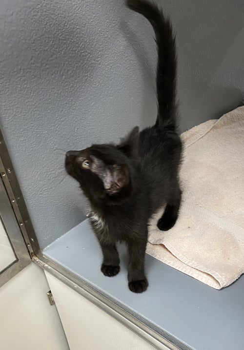 ROCKY (FCID# 07/07/2026 - 10 WEST CHESTER PETSMART - Domestic Short Hair available for adoption
