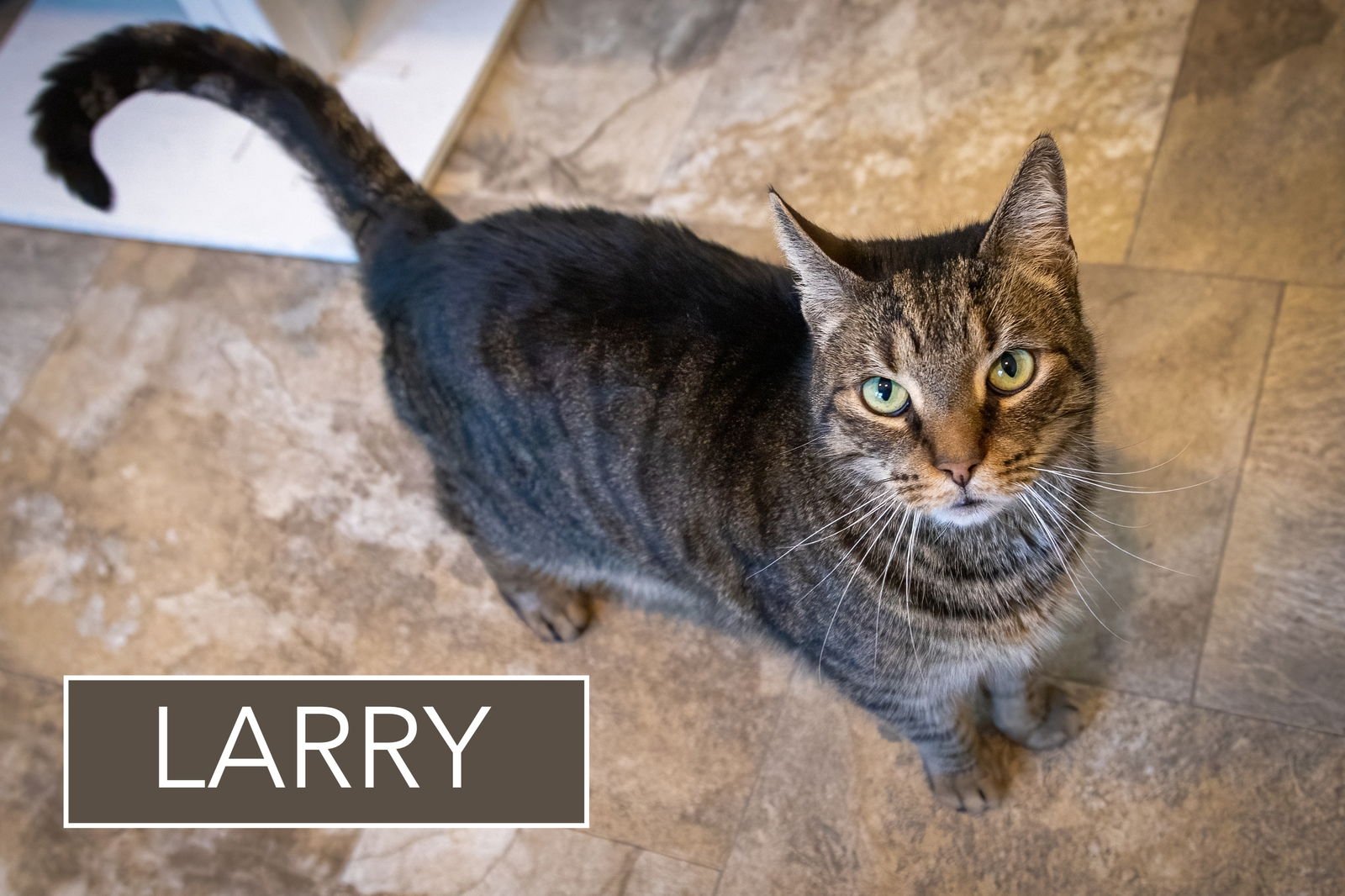 LARRY (FCID# 02/09/2026 - 32 BRANDYWINE PS) - Tabby available for adoption