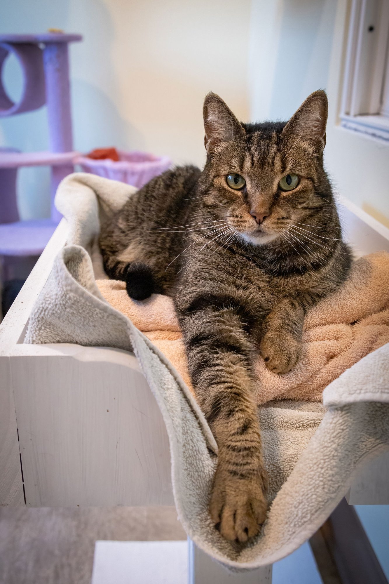 LARRY (FCID# 02/09/2026 - 32 BRANDYWINE PS) - Tabby available for adoption