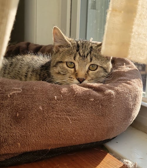 MANTIS, WILLOW GROVE PS (FCID 07/22/2026-139) - Domestic Short Hair available for adoption