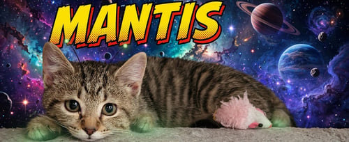 MANTIS, WILLOW GROVE PS (FCID 07/22/2026-139) - Domestic Short Hair available for adoption