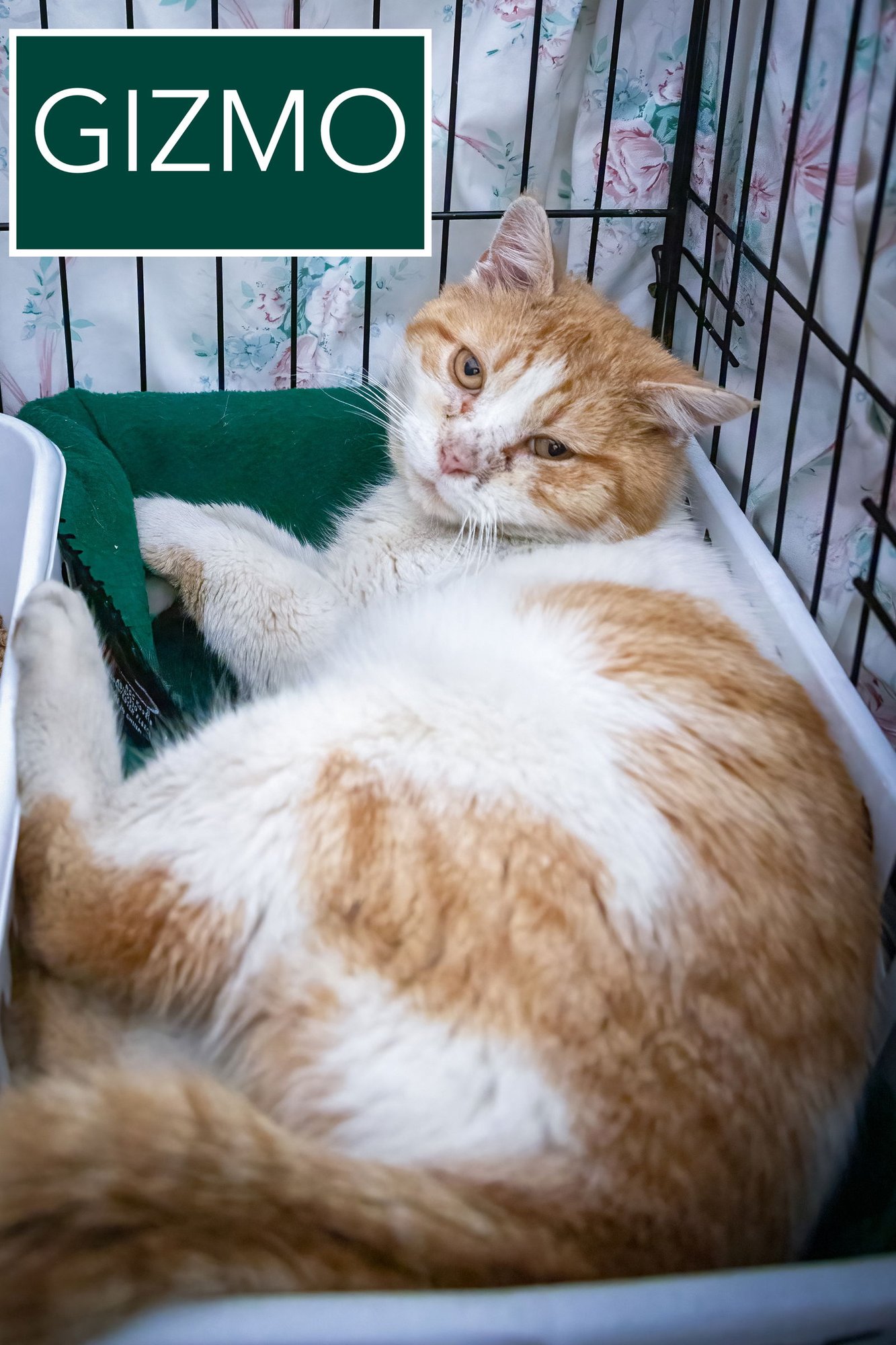 GIZMO (FCID# 02/16/2026 - 12 TRAINER) - Domestic Short Hair / Tabby available for adoption