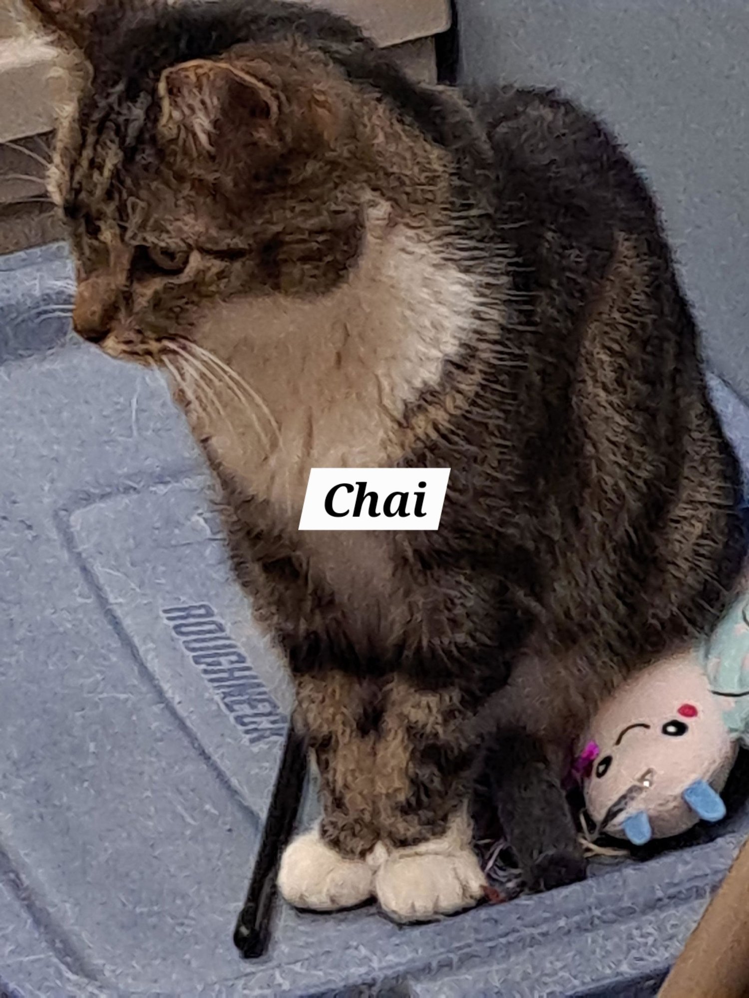 CHAI (FCID# 01/22/2026 - 59 BRANDYWINE PS) C - Tabby / Tuxedo available for adoption