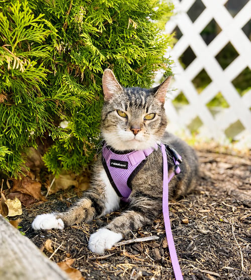 CHAI (FCID# 01/22/2026 - 59) KD - Tabby / Tuxedo available for adoption