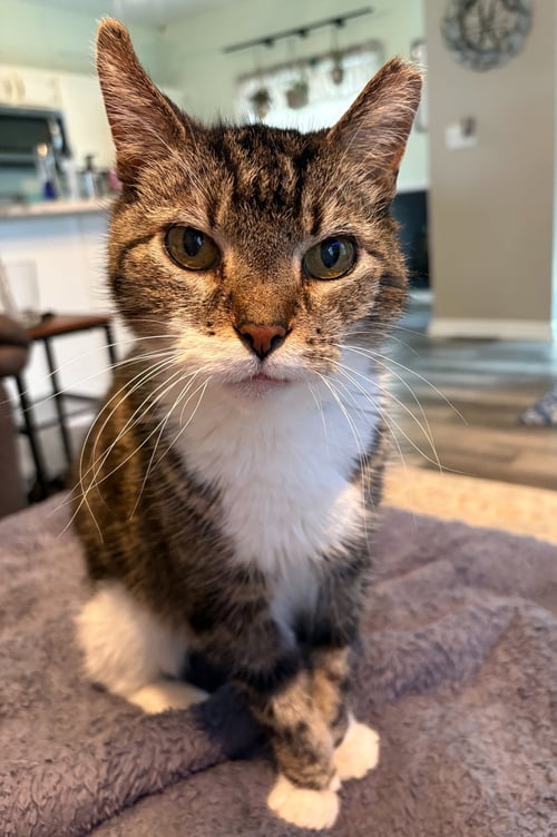 CHAI (FCID# 01/22/2026 - 59) KD - Tabby / Tuxedo available for adoption