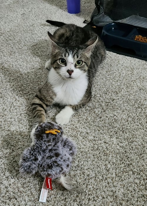 JASMINE, WILLOW GROVE AREA, (FCID 06/09/2026-110) - Domestic Short Hair available for adoption