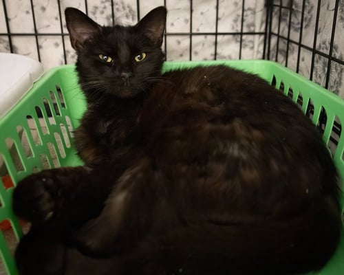 ZELDA (FCID# 03/16/2026 - 41 TRAINER) - Domestic Short Hair / Domestic Medium Hair available for adoption