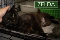 Zelda (FCID# 03/16/2026 - 41 Trainer) - Photo 3