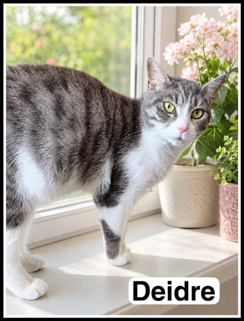 DEIDRE (FCID# 02/26/2026 - 15) WILLOW GROVE - Domestic Short Hair / Tabby available for adoption