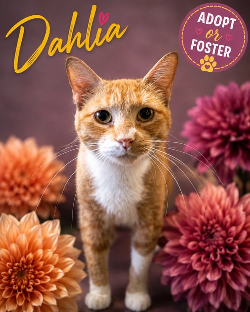 DAHLIA (FCID# 08/05/2026 - 47 TRAINER) - Tabby / Tuxedo available for adoption