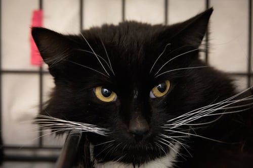 NAOKI (FCID# 04/27/2026 - 33 TRAINER) - Domestic Medium Hair available for adoption