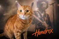 Hendrix (FCID# 08/08/2022 - 86 Trainer) KC - Photo 1
