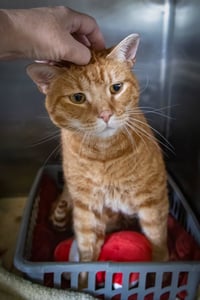 Hendrix (FCID# 08/08/2022 - 86 Trainer) KC - Photo 2