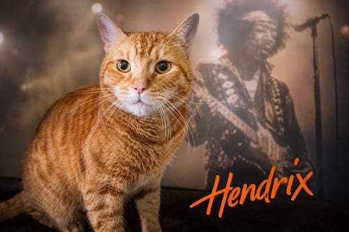 HENDRIX (FCID# 08/08/2022 - 86 TRAINER) KC - Tabby available for adoption
