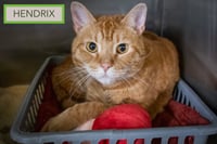 Hendrix (FCID# 08/08/2022 - 86 Trainer) KC - Photo 3