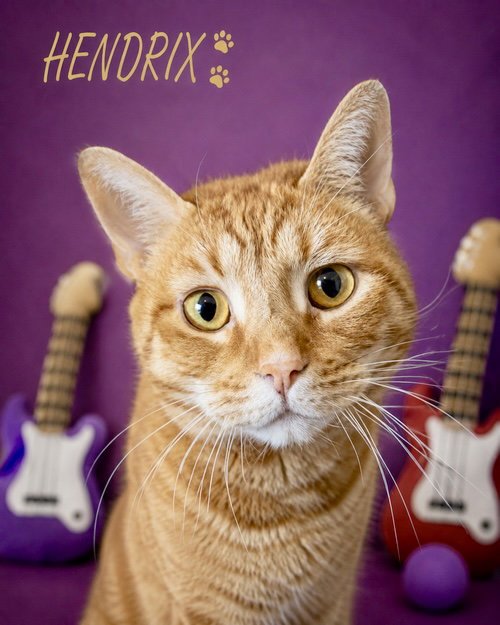 HENDRIX (FCID# 08/08/2022 - 86 TRAINER) KC - Tabby available for adoption