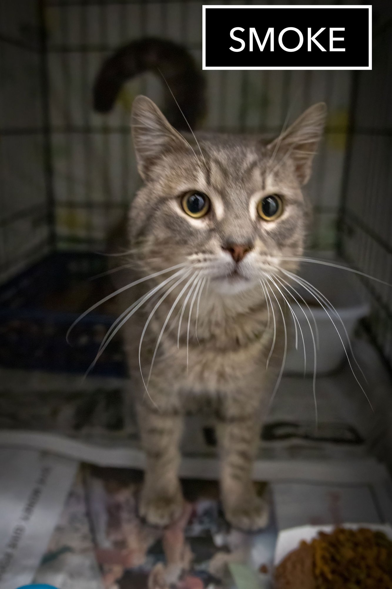 SMOKE #2 (FCID# 01/14/2026 - 58 TRAINER) - Tabby available for adoption