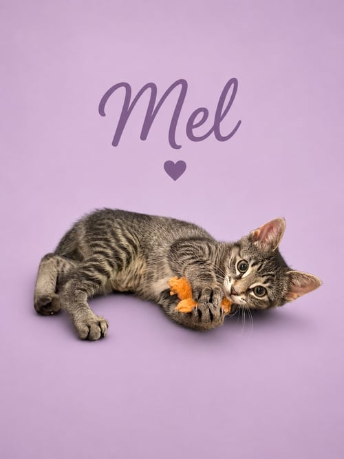 MEL (FCID# 05/28/2026 - 59 MIDDLETOWN PS) - Tabby available for adoption