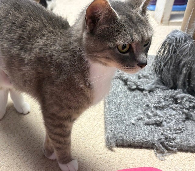 Blueberry, Willow Grove Area, (FCID 05/19/2026-69) Image
