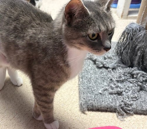 BLUEBERRY, WILLOW GROVE AREA, (FCID 05/19/2026-69) - Domestic Short Hair available for adoption