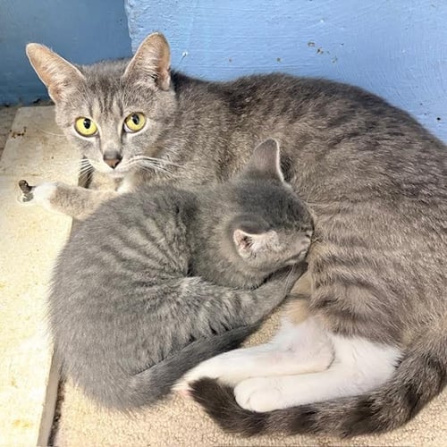 BLUEBERRY, WILLOW GROVE AREA, (FCID 05/19/2026-69) - Domestic Short Hair available for adoption