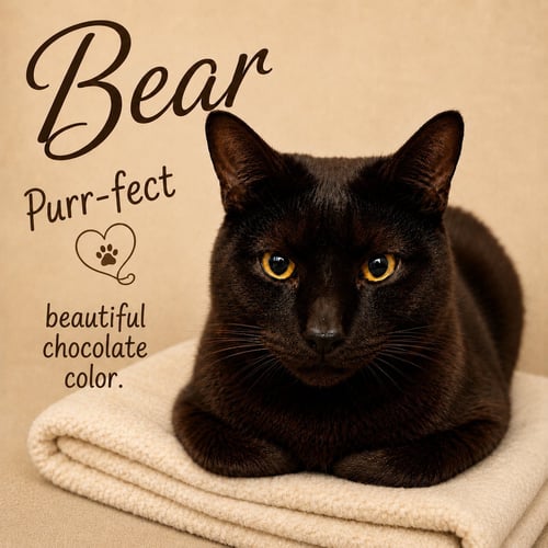 BEAR (FCID 06/02/2026-117) WILLOW GROVE - Domestic Short Hair available for adoption