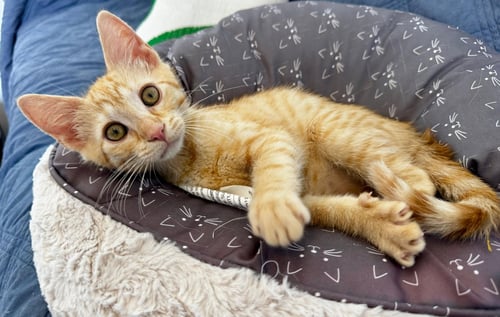 HERCULES (FCID# 06/23/2026 - 2 MIDDLETOWN PS) - Tabby available for adoption