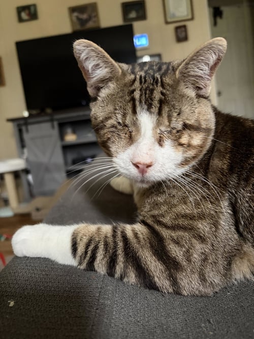 FRANCIS: BLIND (FCID# 02/19/2026 - 50) C - Tabby available for adoption