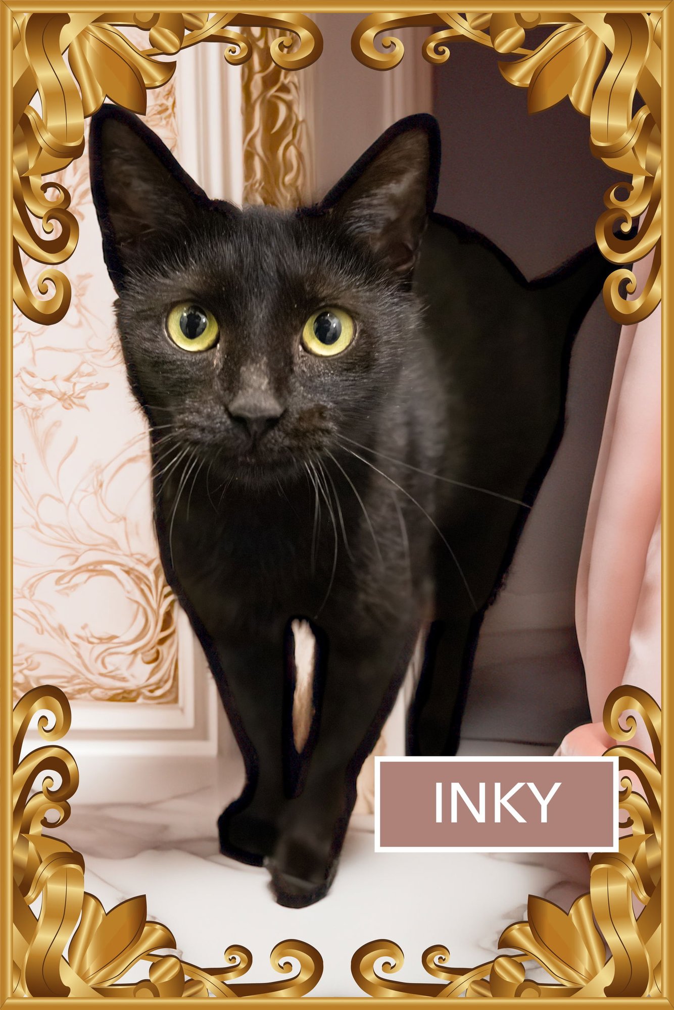 INKY (FCID# 12/17/2025 - 57 MILLSBORO PS) - Domestic Short Hair available for adoption