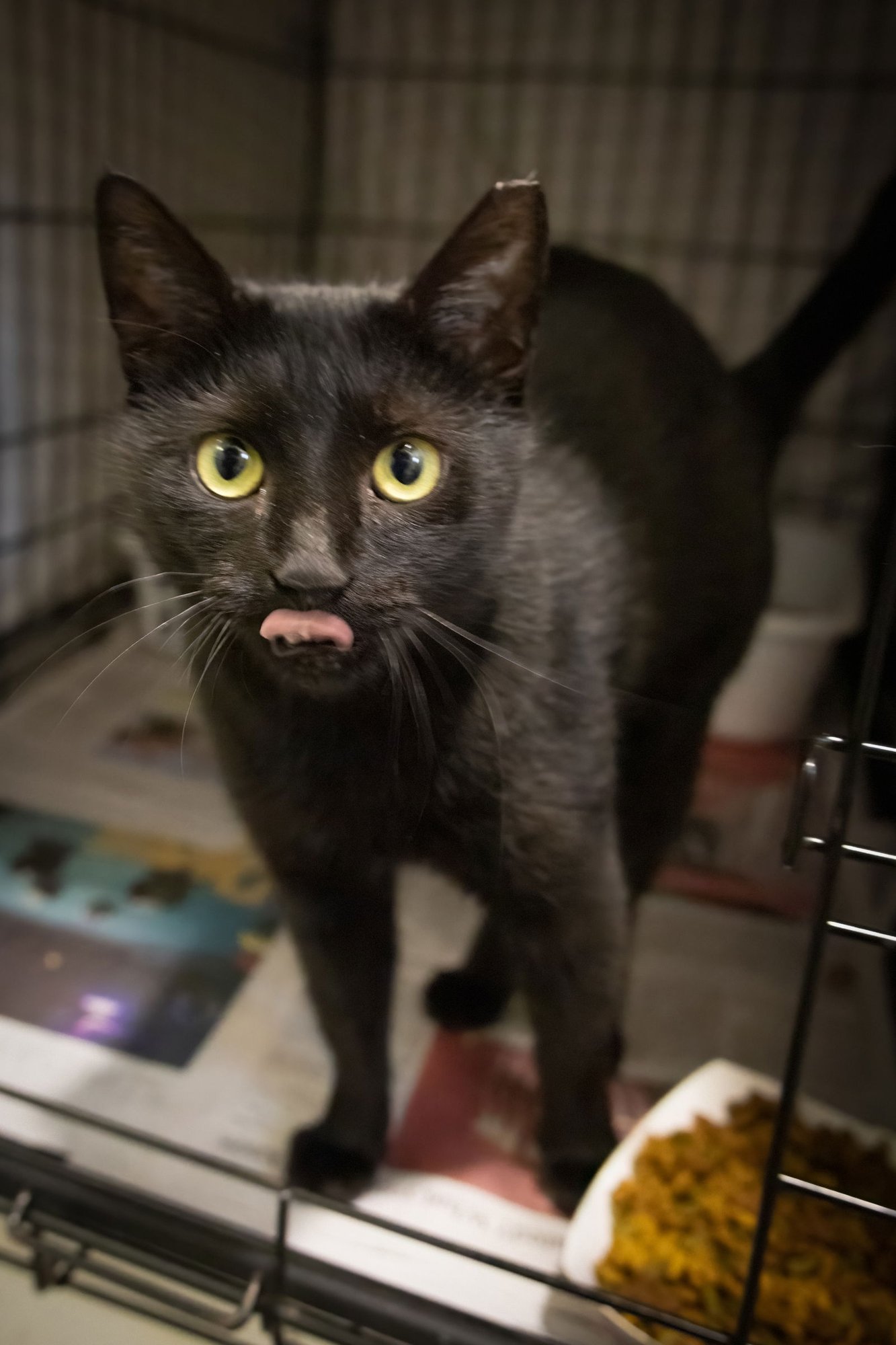 INKY (FCID# 12/17/2025 - 57 MILLSBORO PS) - Domestic Short Hair available for adoption