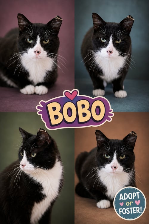 BOBO (FCID# 08/10/2026 - 31 TRAINER) - Tuxedo available for adoption