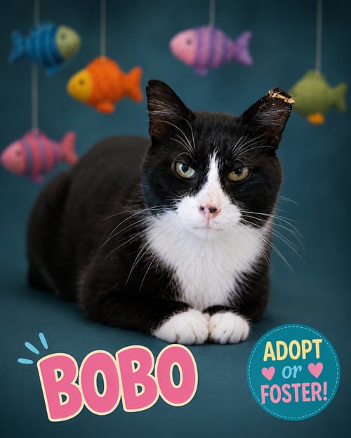 BOBO (FCID# 08/10/2026 - 31 TRAINER) - Tuxedo available for adoption