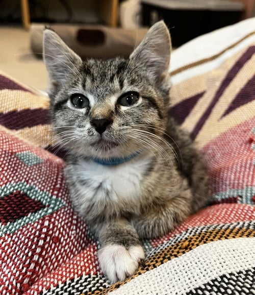 BLUEY, WILLOW GROVE PS (FCID 07/08/2026-152) KDC - Tabby available for adoption