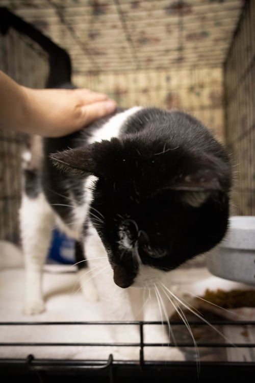 HARLOW (FCID# 04/20/2026 - 90 TRAINER) - Domestic Short Hair available for adoption