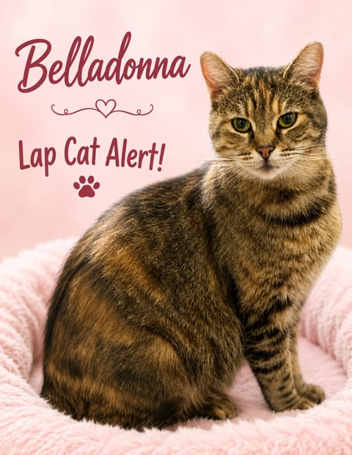 BELLADONNA (FCID# 04/27/2026 - 43) - Tabby available for adoption