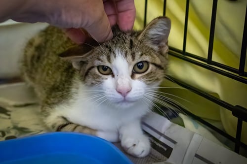 CRYSTAL (FCID# 07/16/2026 - 37) - Tabby available for adoption