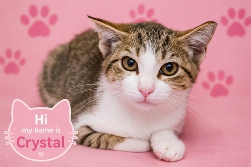 CRYSTAL (FCID# 07/16/2026 - 37) - Tabby available for adoption