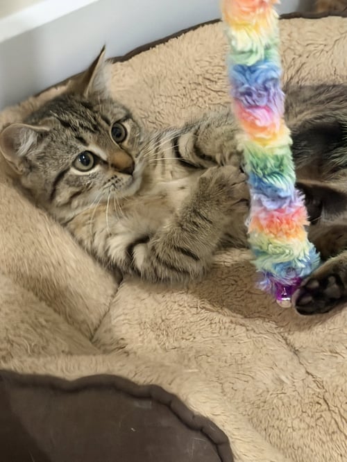 ABIGAIL, WILLOW GROVE PS (FCID 07/17/2026-161) - Domestic Short Hair available for adoption