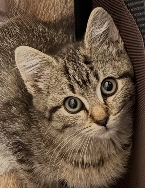 ABIGAIL, WILLOW GROVE PS (FCID 07/17/2026-161) - Domestic Short Hair available for adoption